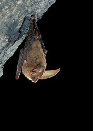 Bat Walk